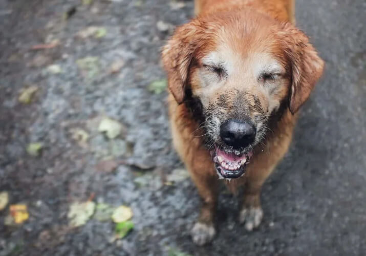 muddy-dog